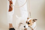 Jack Russel Terrier in Leinen-Leder-Geschirr mit passender Leine, die von einem weiß eingekleideten Menschen getragen wird