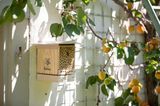 Insektenhotel an weißer Hauswand neben Zitronenbaum
