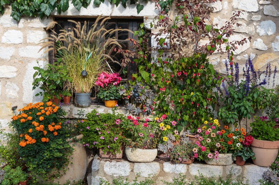 Landhaus geschmückt mit mediterranen und trocknheitsliebenden Blumen in Töpfen in Frankreich