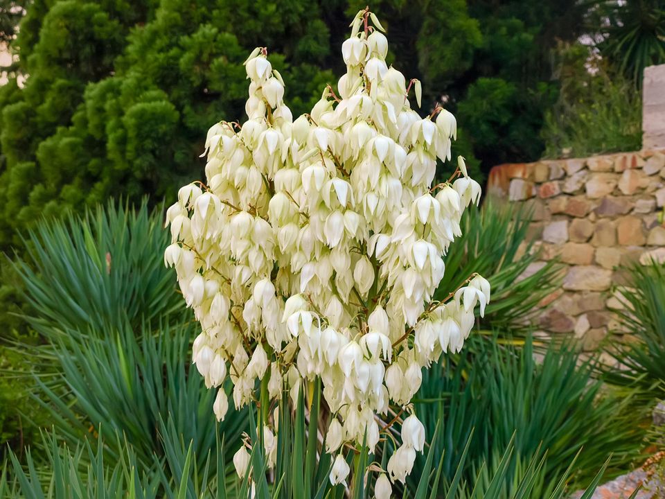 Blüten von Yucca filamentosa im botanischen Garten