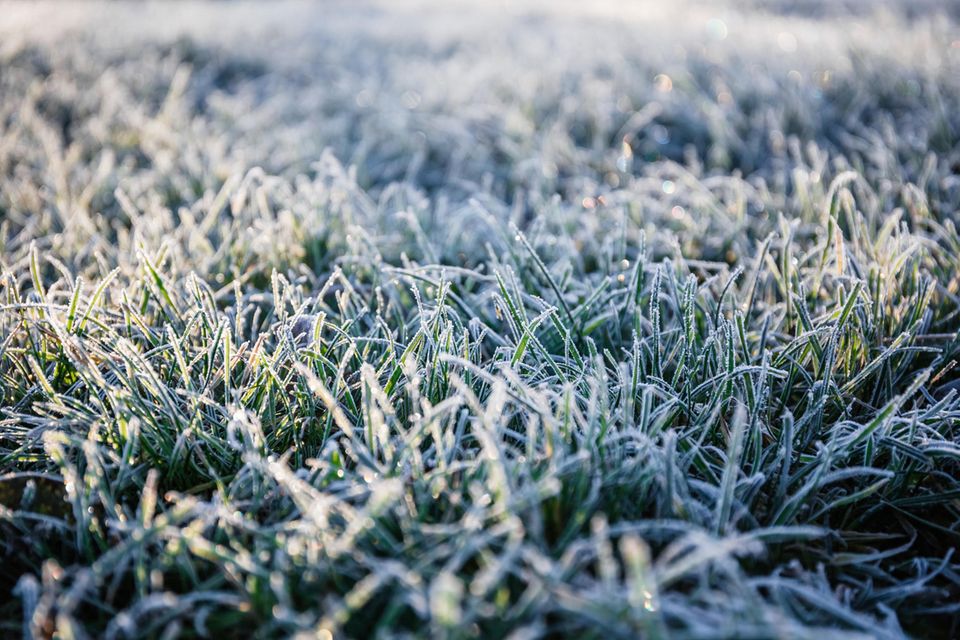 Rasen im Winter bei leichtem Frost