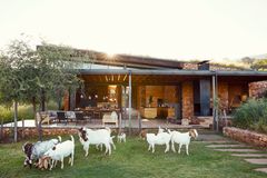 Haus mit überdachter Terrasse und Ziegen im Garten