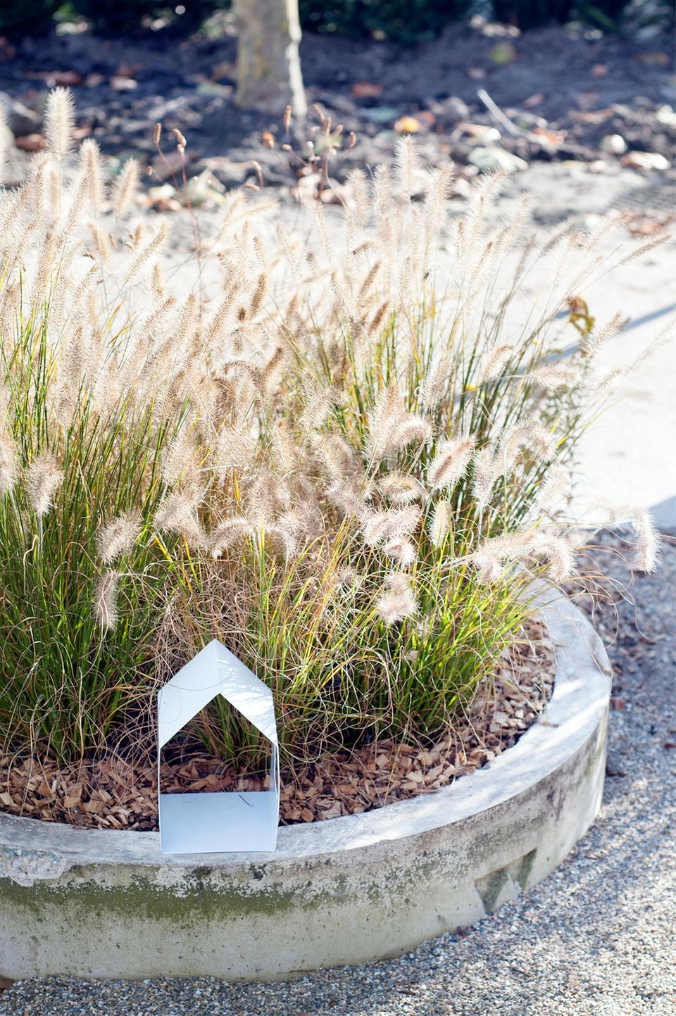 Gräser im Garten Gestaltungsideen für einen Gräsergarten [SCHÖNER