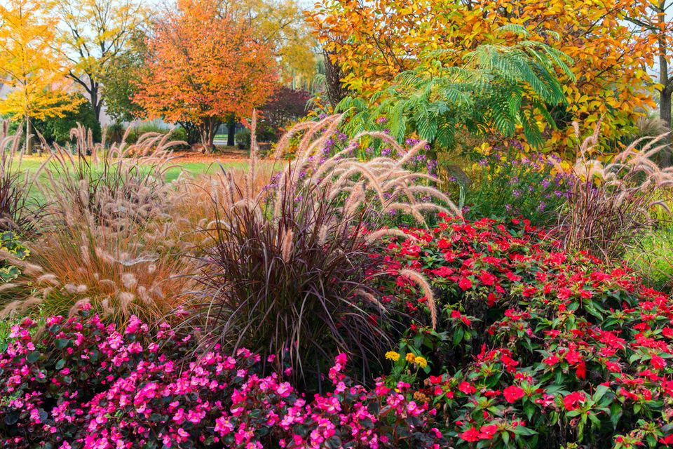 Gräser im Garten Gestaltungsideen für einen Gräsergarten [SCHÖNER
