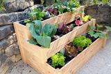 Dreistufiges Treppenhochbeet aus Holz  mit Gemüse bepflanzt