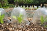 Reihen von jungen Salatpflanzen, die in DIY-Plastikbehältern wachsen