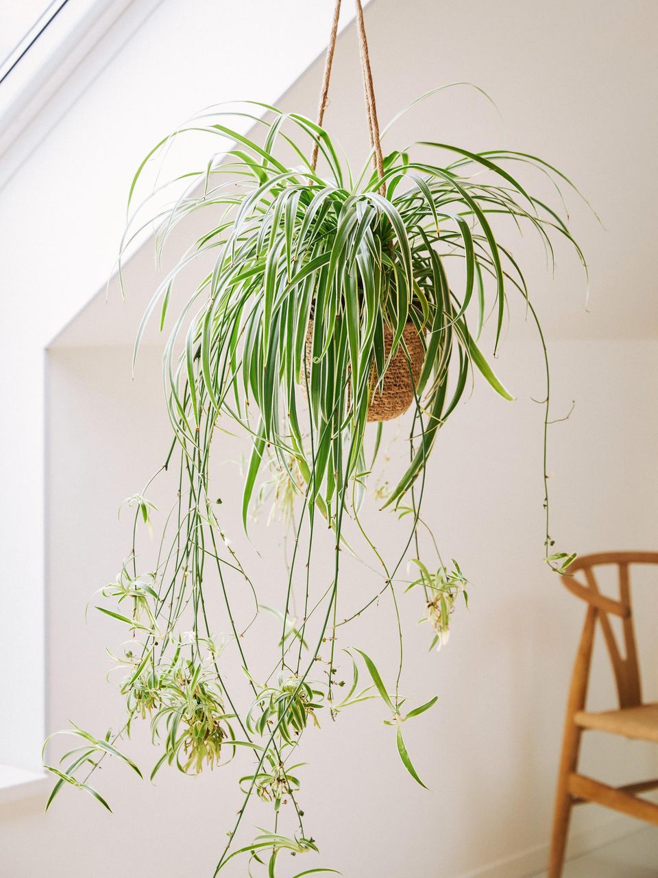 Grünlilie als Hängepflanze in einer Blumenampel in einem weißen hellen Raum