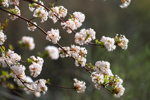 9 lange blühende Sträucher für Garten & Kübel [SCHÖNER WOHNEN]