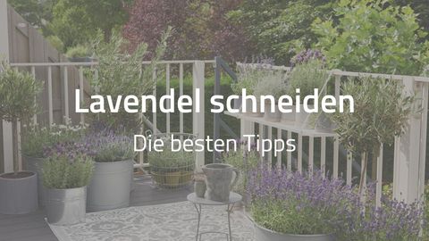 VIDEO Hortensien pflegen, schneiden und überwintern [SCHÖNER WOHNEN]