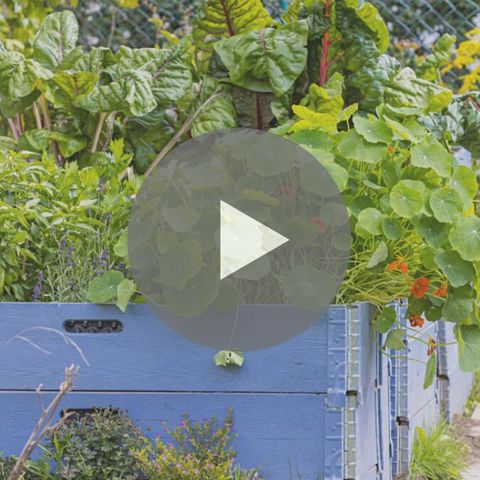 Video Von sonnig bis schattig Die richtigen Pflanzen für den Balkon