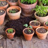 Blumenerde im Backofen sterilisieren [SCHÖNER WOHNEN]
