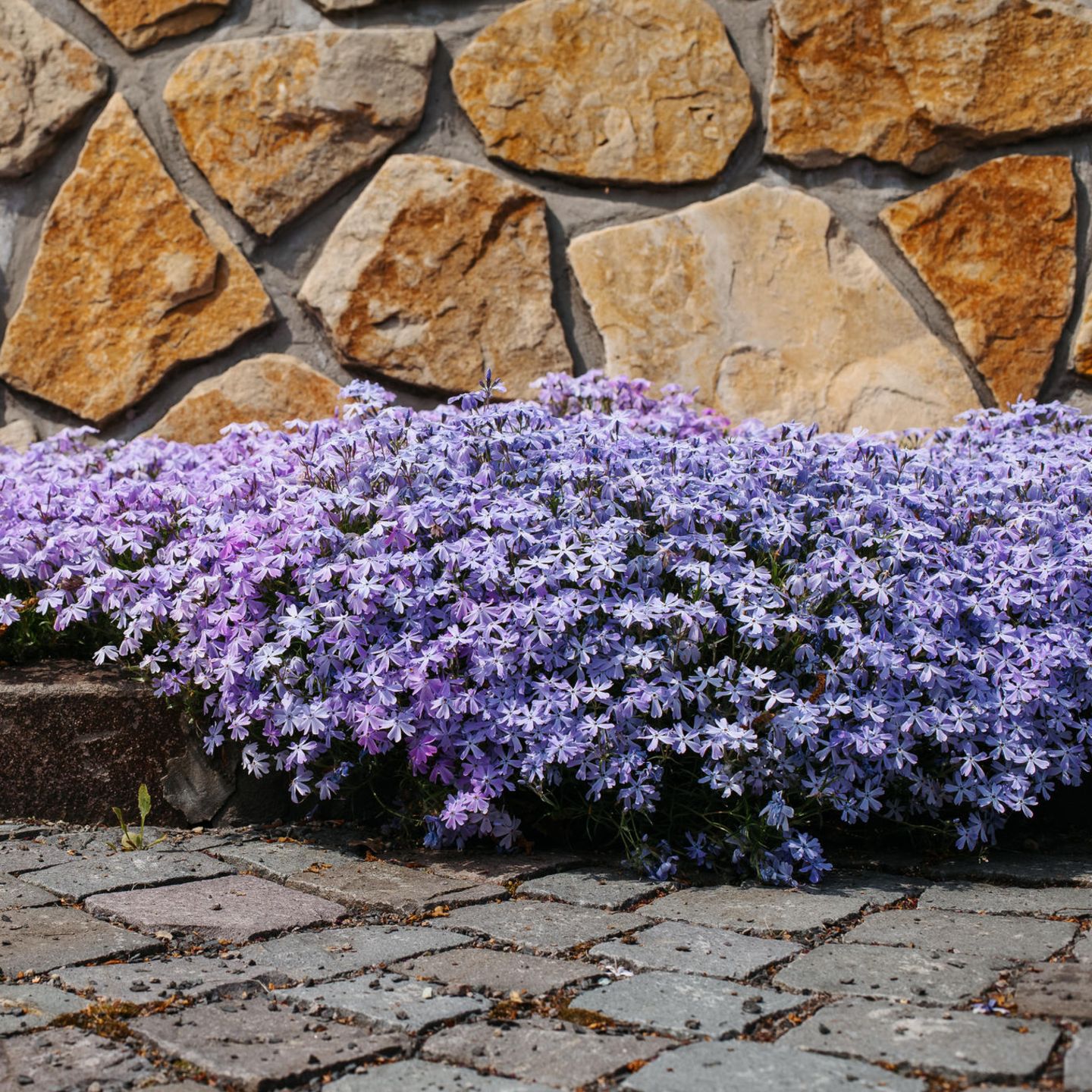 Welche Blumen kann ich jetzt pflanzen? - [SCHNER WOHNEN]