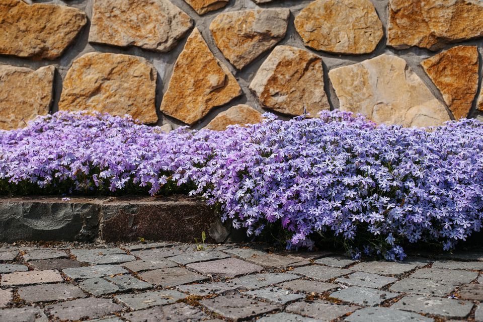 Violette Blüten des Polsterphlox auf einem Gehweg