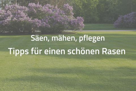 Rasen mit lilafarbenem Rhododendron im Hintergrund