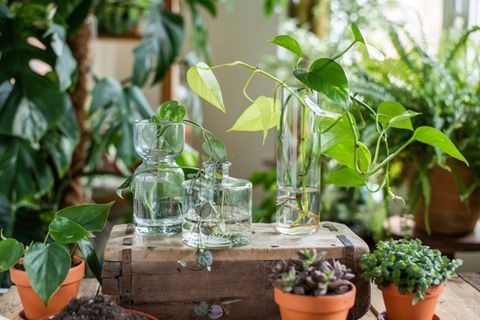 Sukkulenten- und Efeutute-Stecklinge im Wasserglas sowie mehrere Zimmerpflanzen im Topf