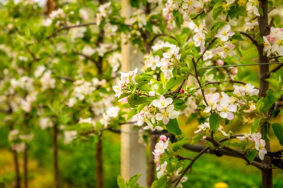 Apfelblüten an einem Spalierbaum im Garten