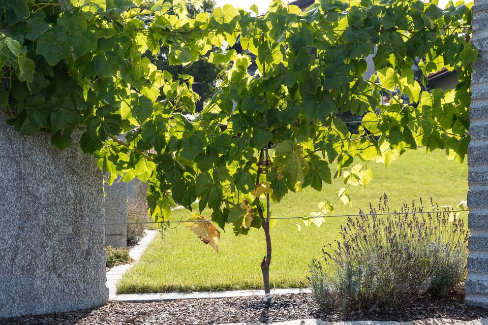 Weinpflanze als Spalier-Sichtschutz in einem Garten