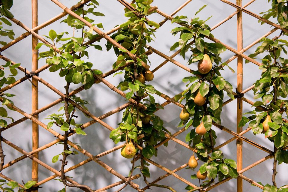 Birnen hängen an einem Spalier in einem Garten