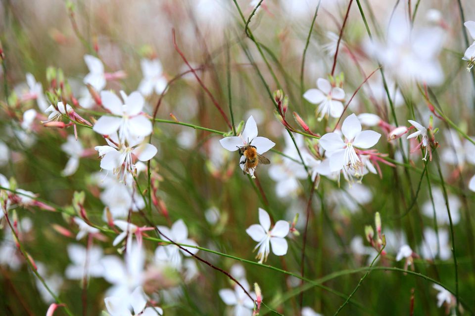 Blume mit kleinen weißen Blüten