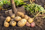 Kartoffeln in Erde vor einer Schaufel; Gemüsebeet