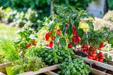 Gemüse wie Paprika, Tomaten und Kräuter wachsen in Holzkisten in einem Garten
