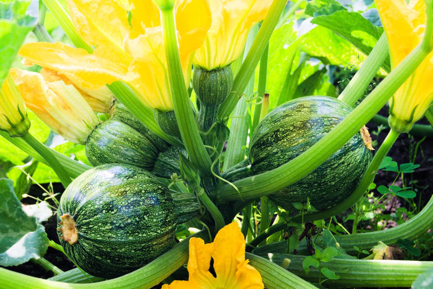 Gute Nachbarn fr Zucchini - [SCHNER WOHNEN]