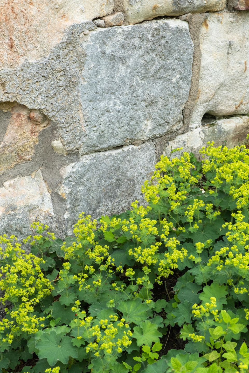 Eine Frauenmantel-Pflanze mit gelben Blüten wächst an einer Steinmauer