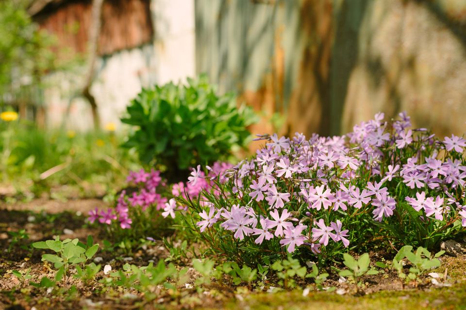 Polster-Phlox mit rosa Blüten wächst in einem Blumenbeet