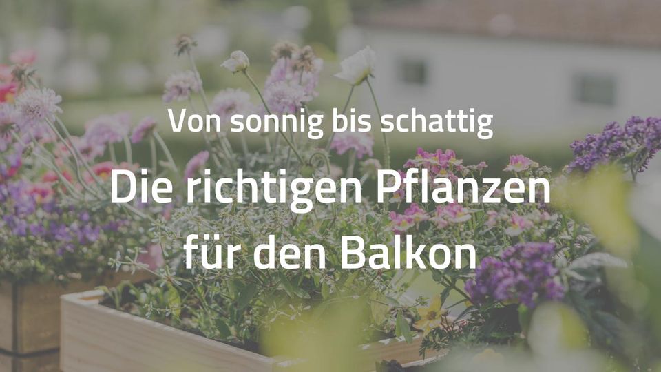 Von sonnig bis schattig: Die richtigen Pflanzen für den Balkon