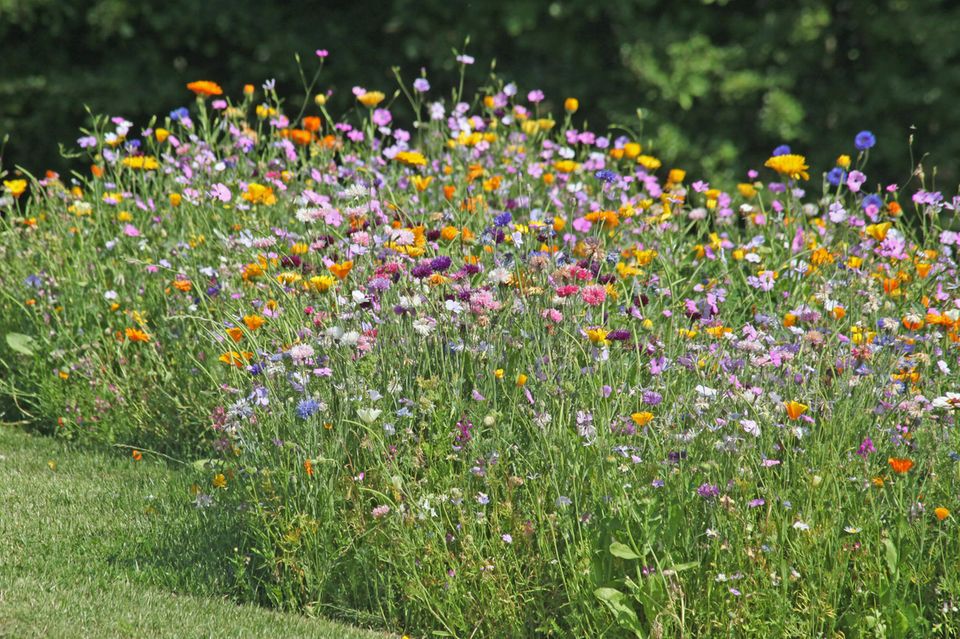 Wildblumenwiese im Garten anlegen [SCHÖNER WOHNEN]