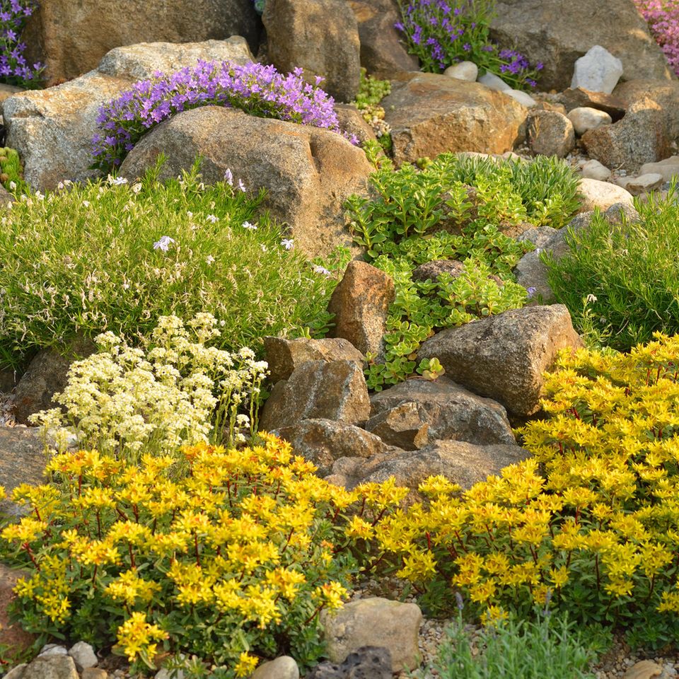 Blumen gießen Tipps und Tricks für eine optimale Pflanzenbewässerung