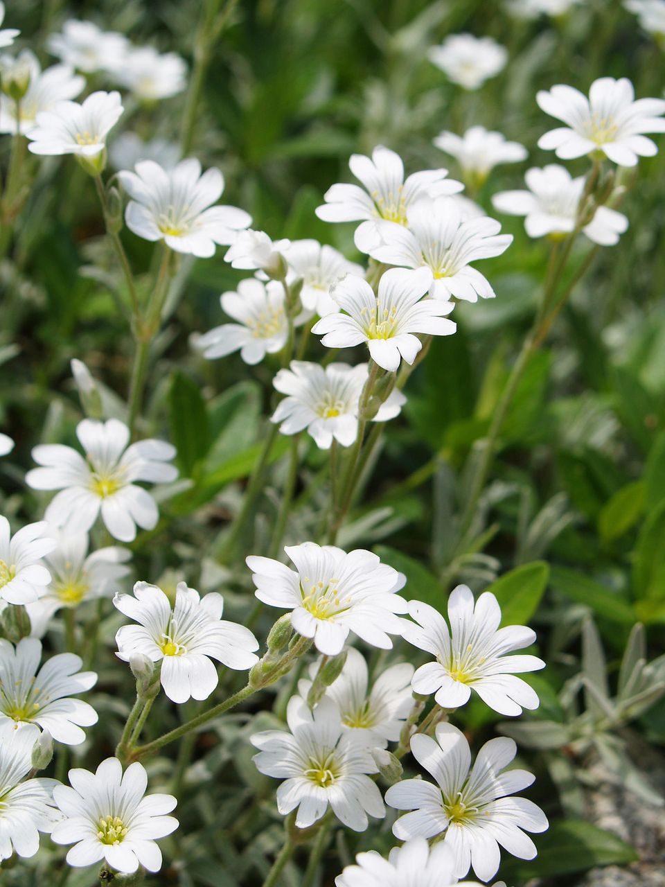 Blüten von Hornkraut auf einer Wiese