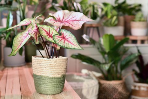 Topfpflanze 'Caladium White Queen' mit weißen Blättern und rosa Adern in einem Korb auf einem Holztisch vor anderen Pflanzen