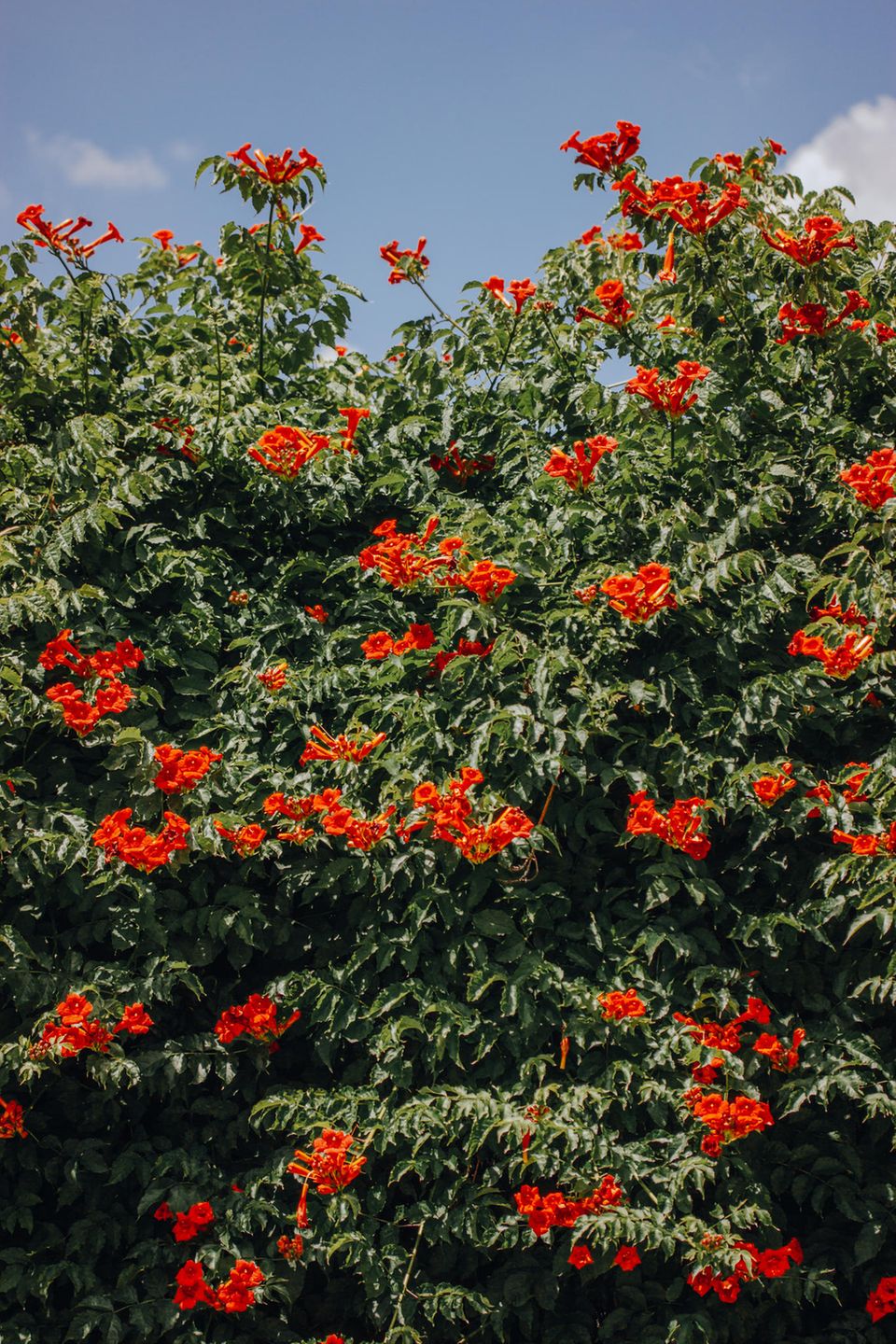 Viele Kletterpflanzen können ohne Mühe ganze Zäune oder Mauern begrünen, so auch die Trompetenblume (Campsis radicans).