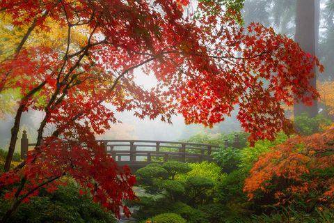 Rotes Herbstlaub in einem japanisch inspirierten Garten mit einer Brücke aus Holz im Hintergrund