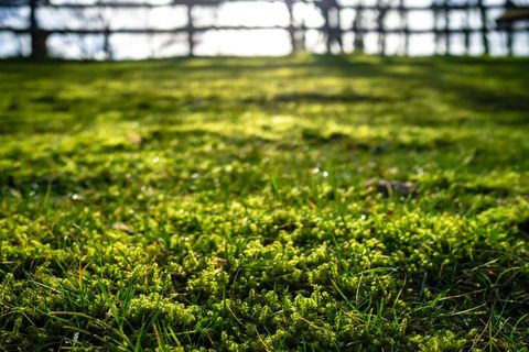 Eine Rasenfläche mit Moos