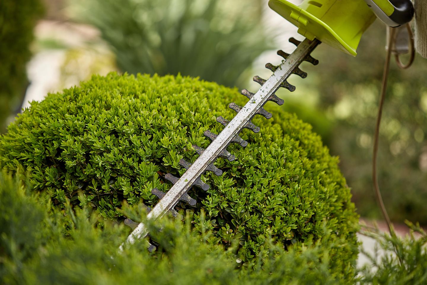 Sträucher schneiden: Tipps für einen schönen und gepflegten Garten -  [SCHÖNER WOHNEN]