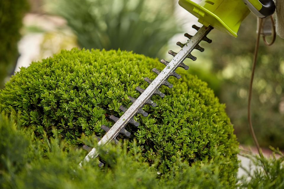 Sträucher schneiden Tipps für einen schönen und gepflegten Garten