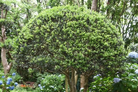 Japanische Stechpalme steht in einem Garten