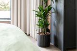 Große Topfpflanze mit grünen Blättern in einem Schlafzimmer vor einem Vorhang und einem schwarzen Schrank