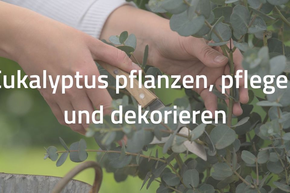 Eine Hand, die einen Eukalyptus-Strauch beschneidet