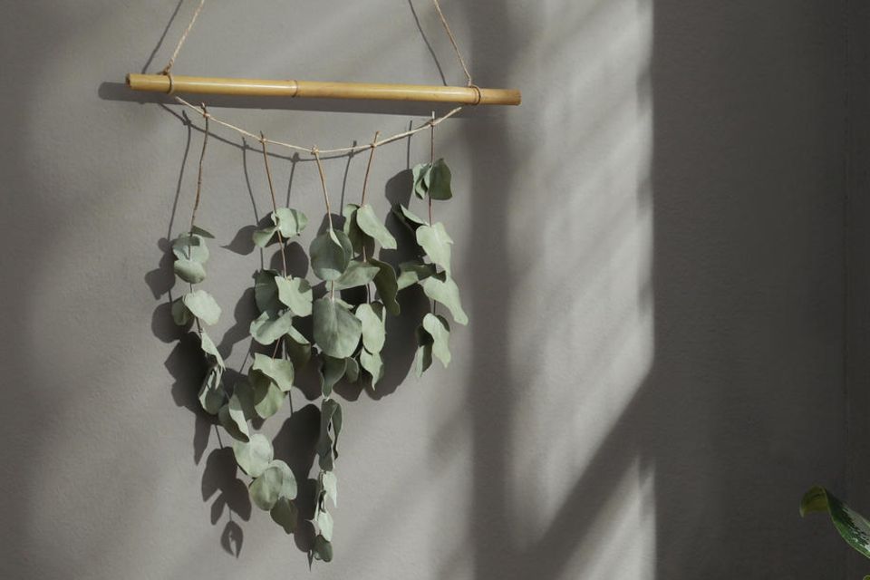 Eukalyptus hängt zum Trocknen an einer Schnur vor einer grauen Wand