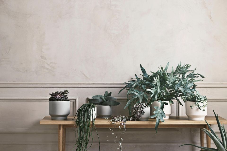 Zimmerpflanzen stehen aufgereiht auf einer Bank aus Holz vor einer grau-weißen Wand