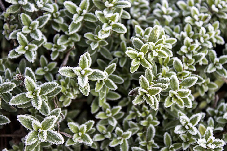 Blätter vom Thymian mit Frost bedeckt