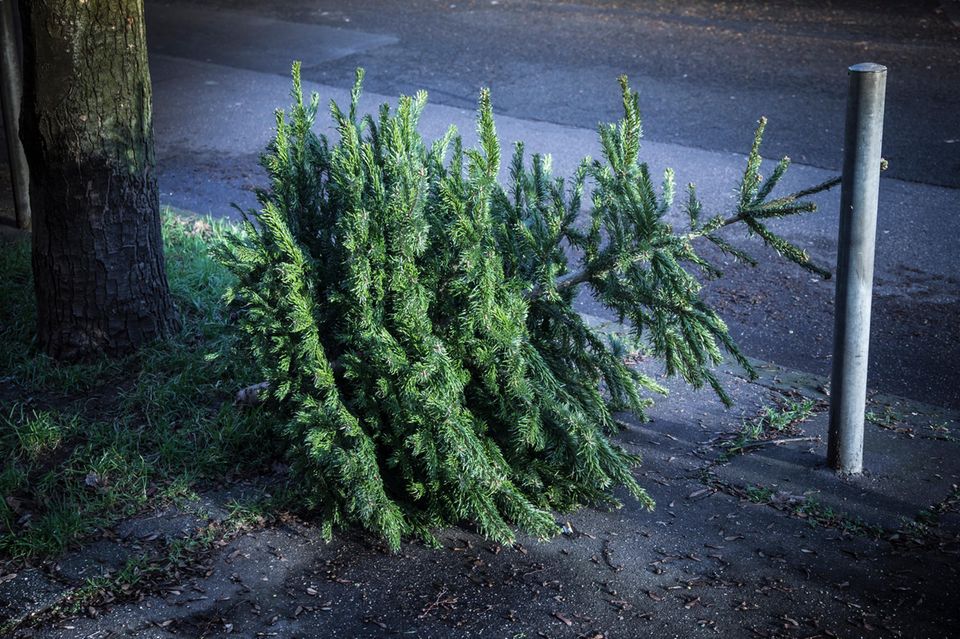 Zur Abholung am Straßenrand abgelegter Weihnachtsbaum