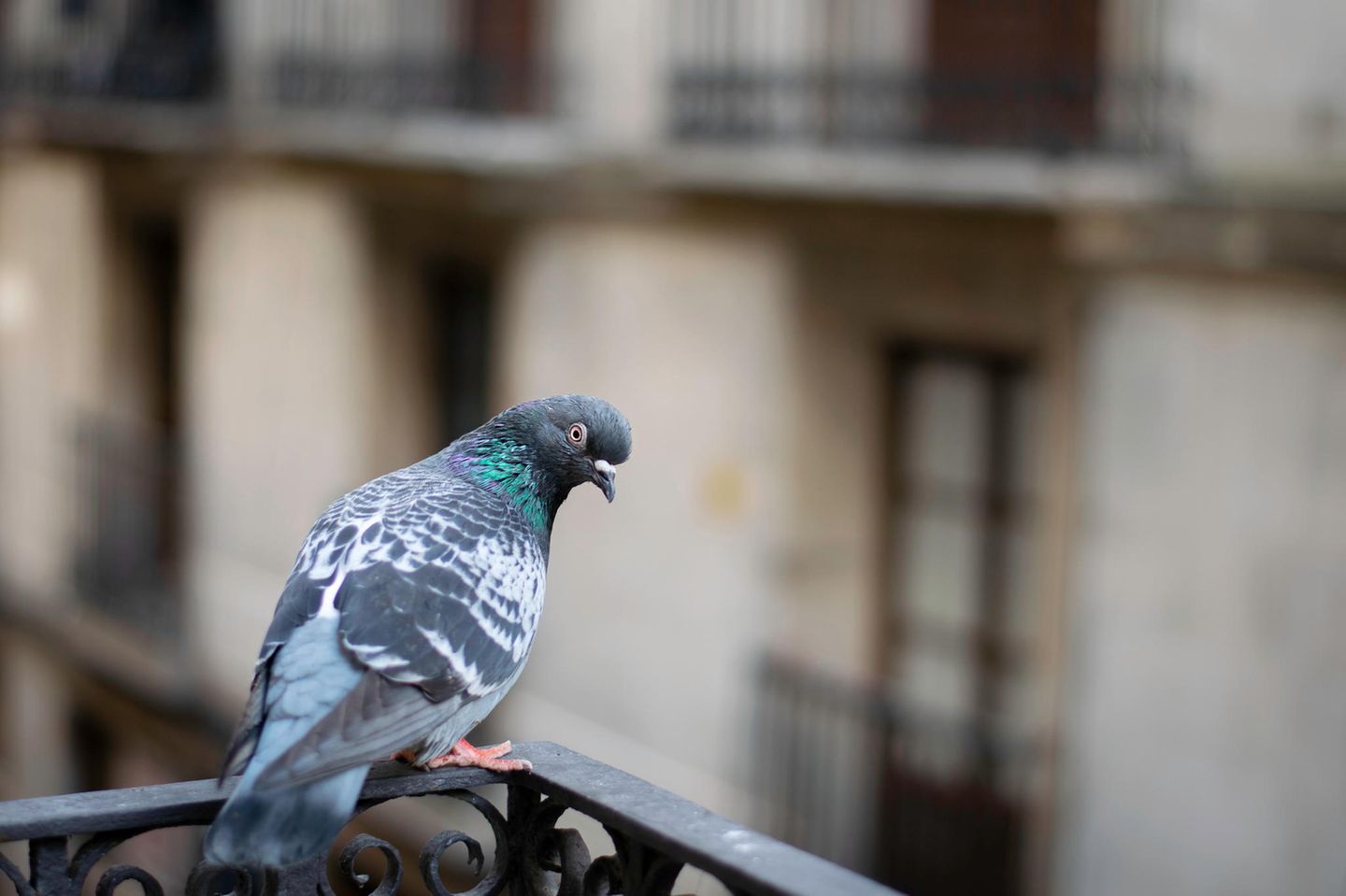 49+ Tauben Vertreiben Garten, Um die vögel sanft zu vertreiben und