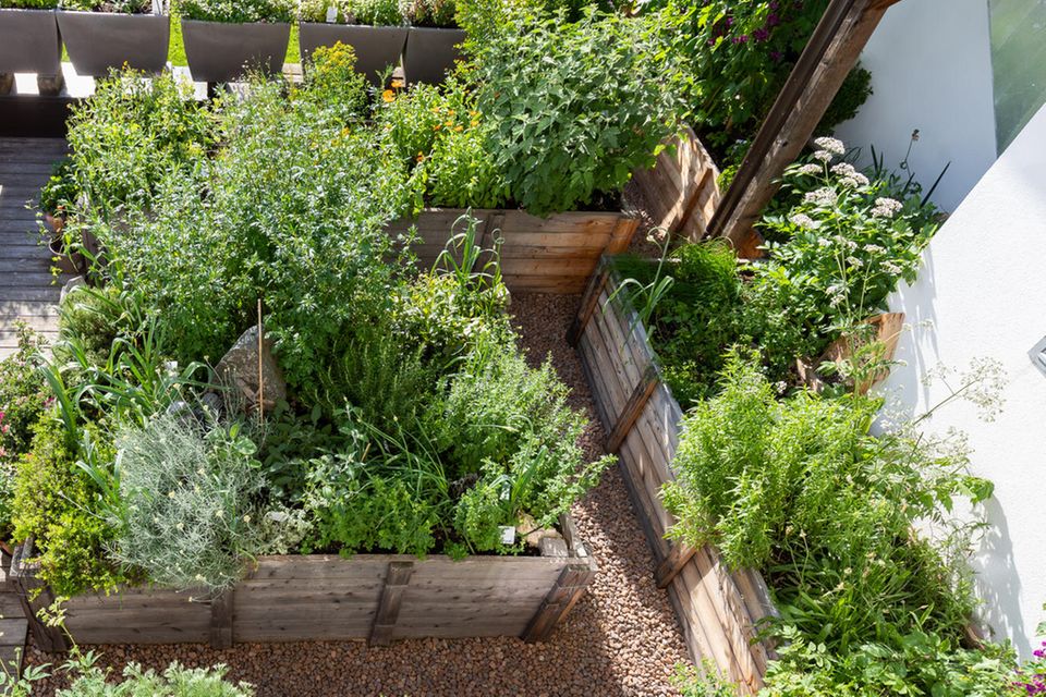 Kräutergarten anlegen Tipps & Ideen [SCHÖNER WOHNEN]