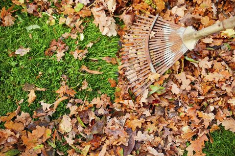 Die besten Alternativen zu Rindenmulch [SCHÖNER WOHNEN]