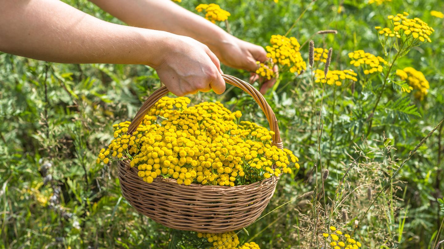 Die besten Pflanzen gegen Zecken im Garten - [SCHNER WOHNEN]