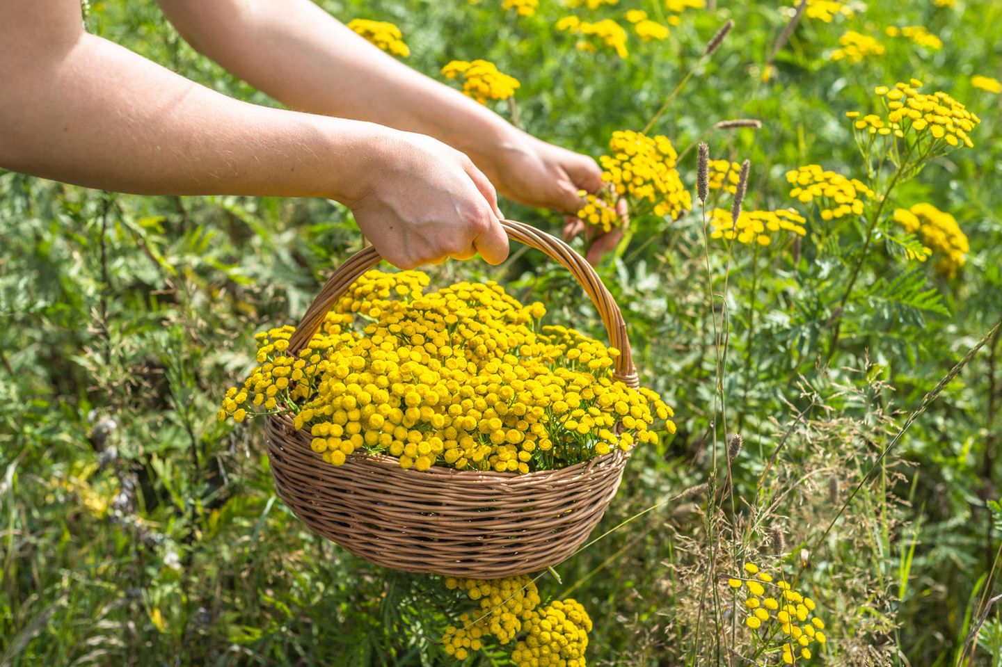 Die besten Pflanzen gegen Zecken im Garten [SCHÖNER WOHNEN]